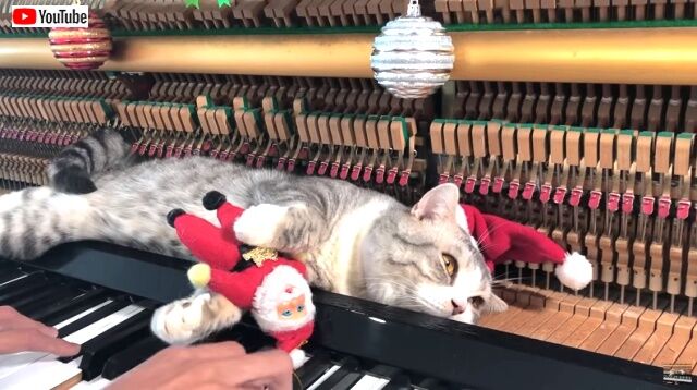 merrymeow2_640