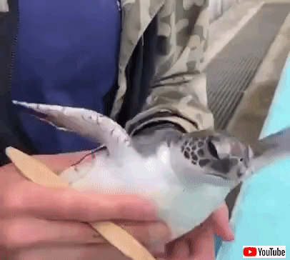 seaturtle