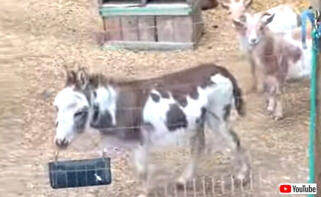 donkeysings3_640