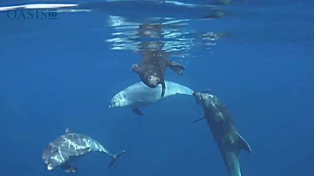 sealndolphin5