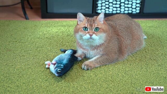 freshfish0_640