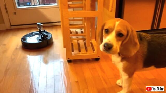 alarmedbyroomba4_640