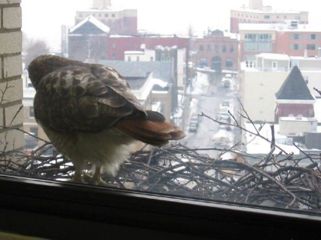 visitingwindows16_e