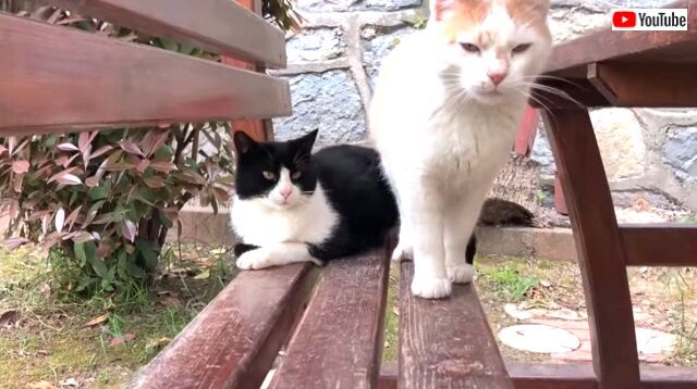 catsrbackinlove5_640