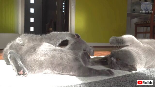 laziestcatfight2_640