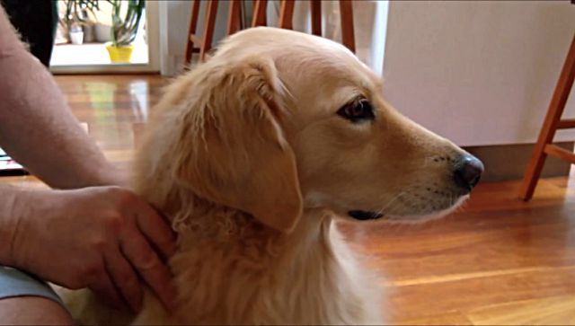 massagedog0