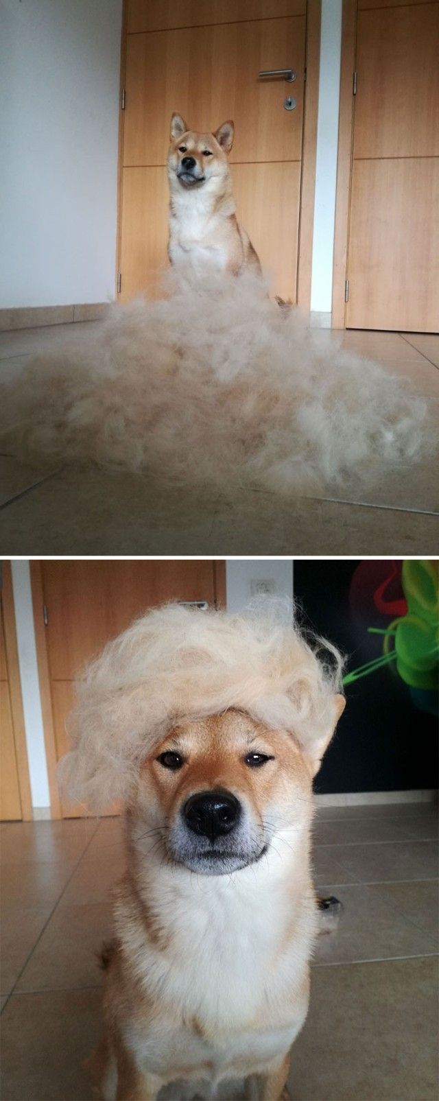funny-shiba-inu-7-5ae8052120d00__700_e