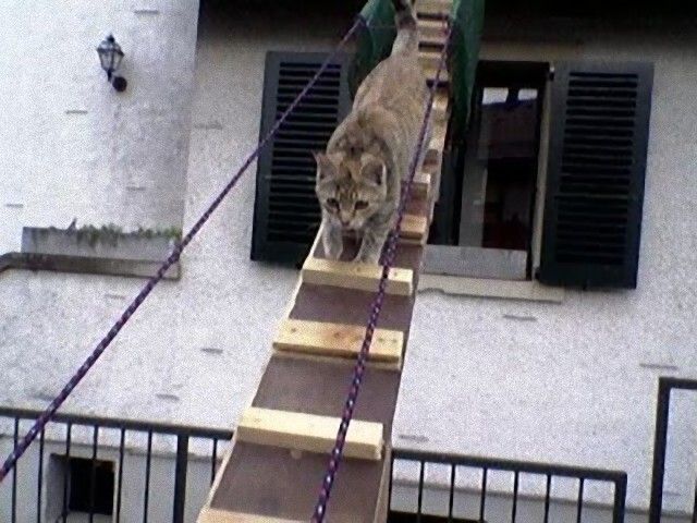 catladders14_e