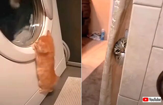 「これニャあに？」洗濯機に興味津々な子猫など、可愛過ぎるショート動画3連発