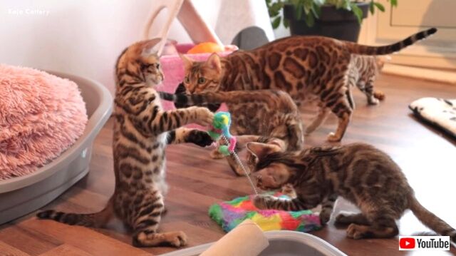 bengalcats2_640