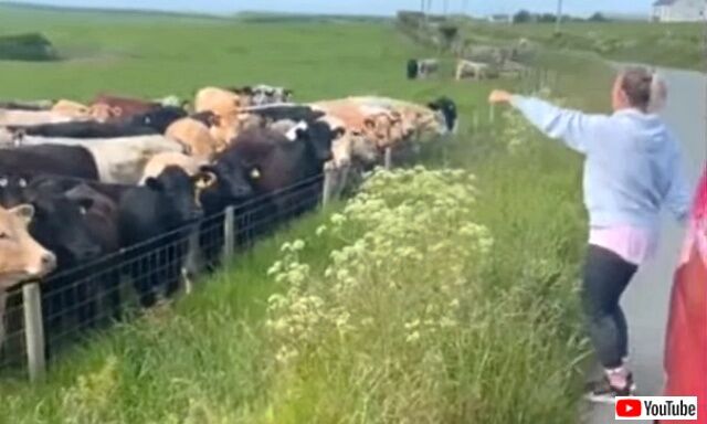 cows4_640