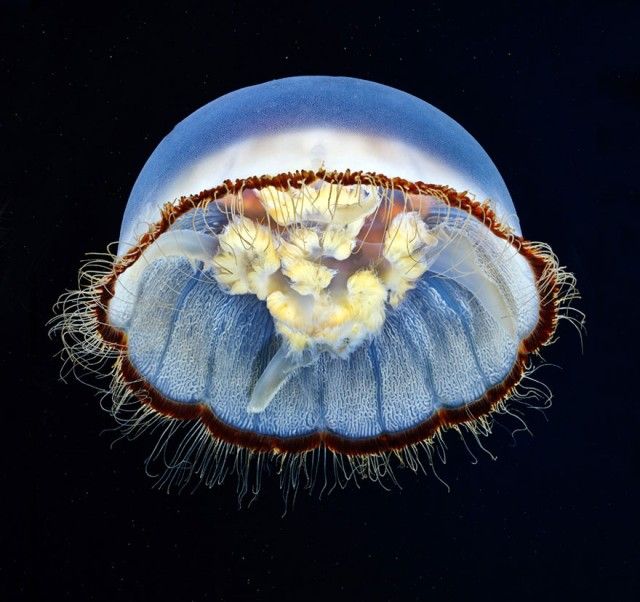 underwater-jellyfish-alexander-semenov-aquatis-30_e