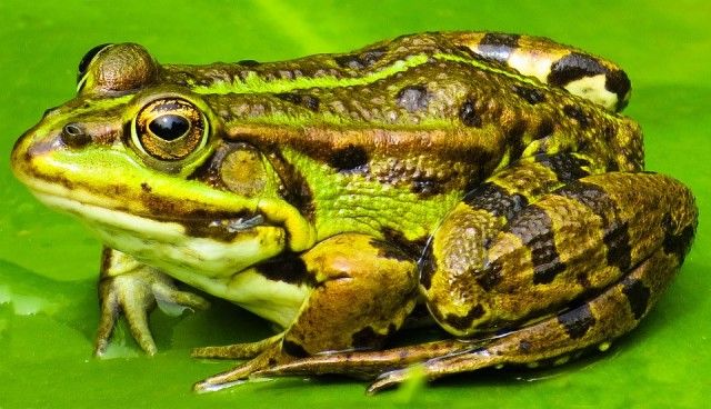 animal-2525109_960_720_e