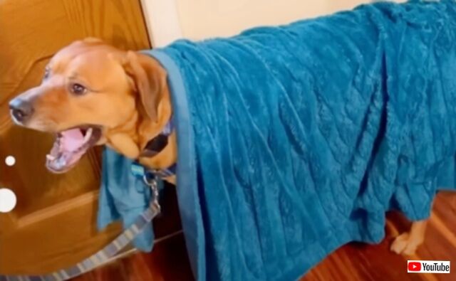 周りのすべてが不安だった…「ライナスの毛布」が手放せなかった犬、自分の部屋をもらったことで「安心」を手に入れる