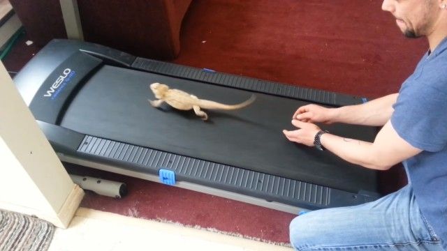funniestlizards2_e