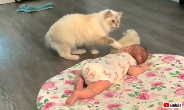 catbringskitten3_640