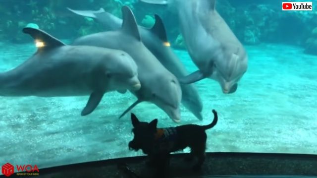 dogndolphin3_640