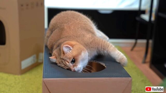 boxnhosico3_640