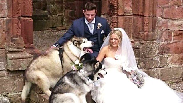 husky-dogs-best-man-maid-of-honor-wedding8a