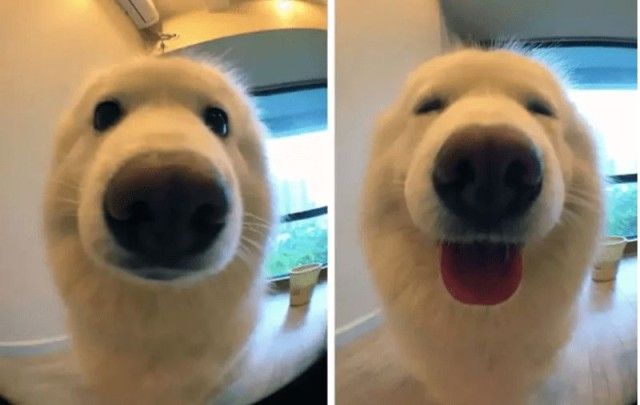 goodboy3_e