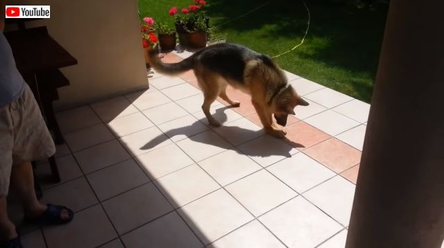 dognshadow3_640_e_640