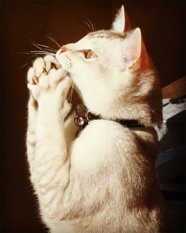 prayingcat11_e