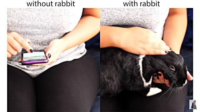lifewithrabbit6