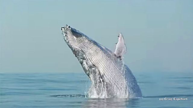 Humpback6