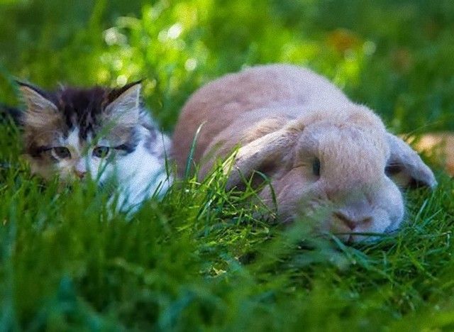 catintheworld10_e
