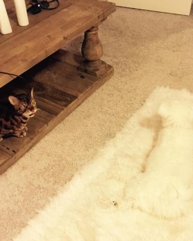 1cat go