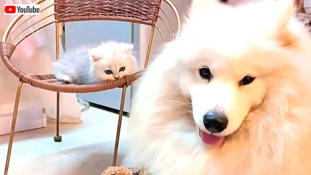 「今日もみんなお疲れさま！」サモエド犬と子猫がまったり過ごす優しい時間に癒されたい