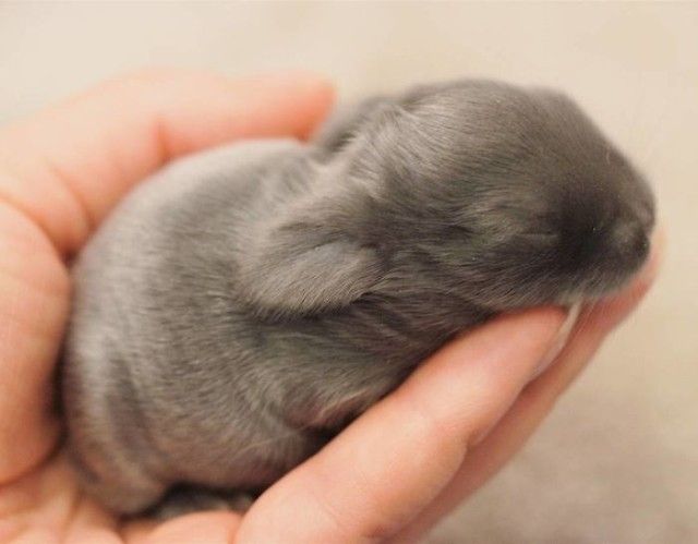 rabbit-9 (1)