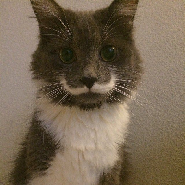 mustaches5