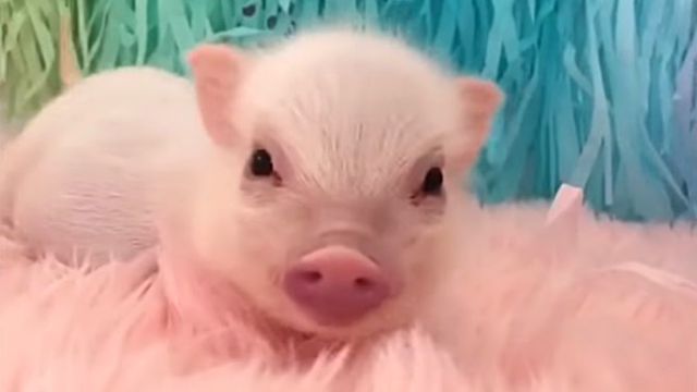 minipigs0