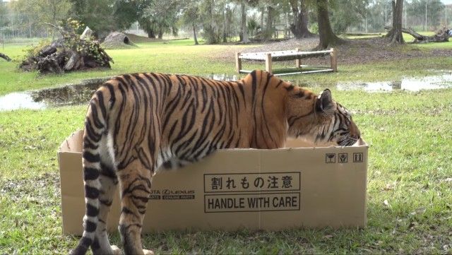 tigervsbox2_e
