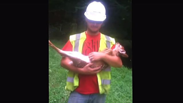 spoileddeer1