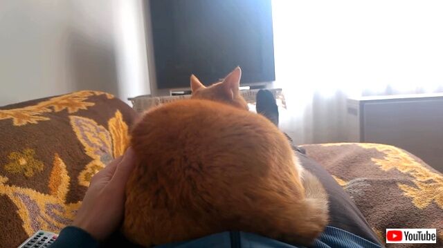 morethanpets7_640