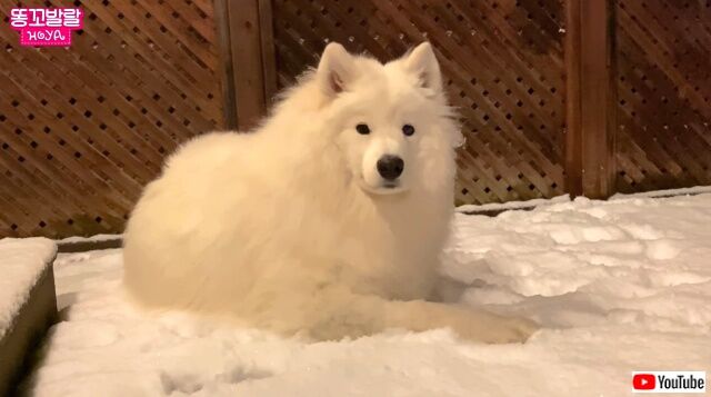 冬仕様のサモエド犬「家の中は暑すぎる！外にいたい！」と駄々をこねて飼い主さんを困らせる