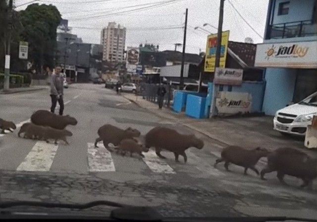 roadblocks8_e