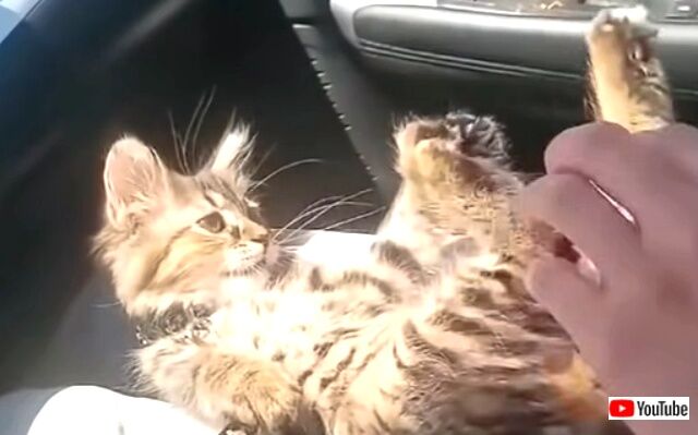 drivingcats3_640