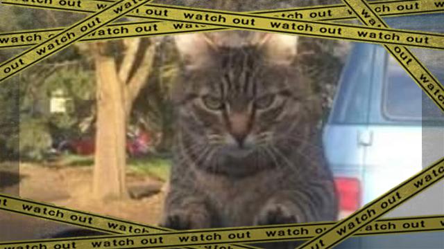 furycat1-frame