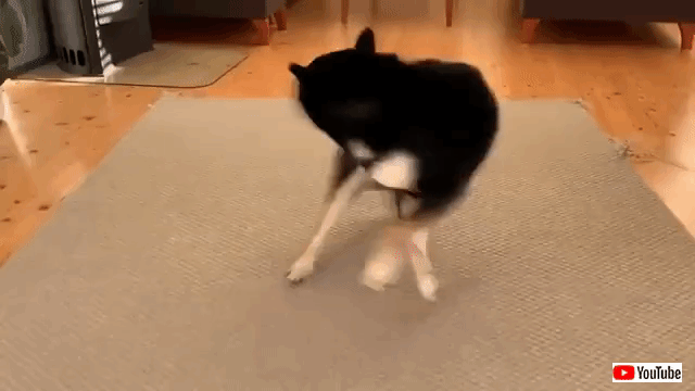 maxdoggo
