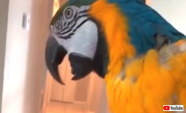 funnybirds1_640