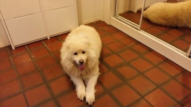 groomingsamoyed_e