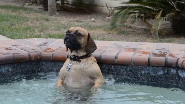 doglovesthehottub1_e