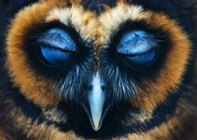 owl-photography-27__880_e
