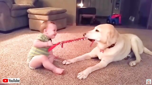 dogsnbabies5_640