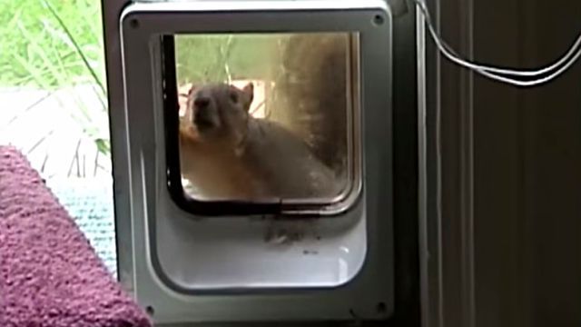 squirrelncat1