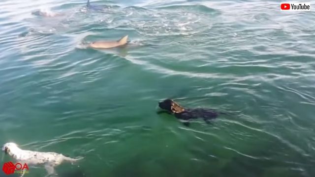 dogndolphin6_640
