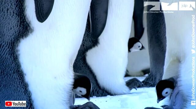 penguincam6_640